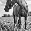 Pony van Mariska Hofman