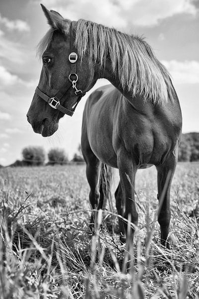 Pony von Mariska Hofman