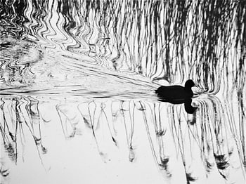 art de la foulque II