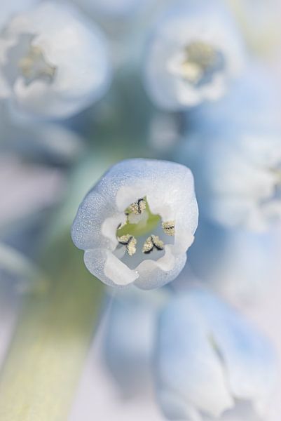 The blue grape by Marjolijn van den Berg