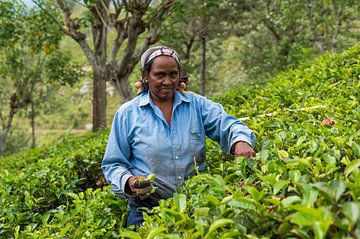 Tea picker on tea plantation