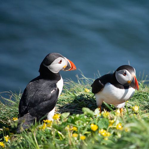 Papegaaiduikers op Staffa, Schotland