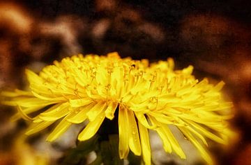 Fiery dandelion flower by Nicc Koch