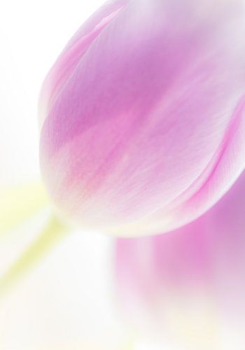 Tulips in high key 3