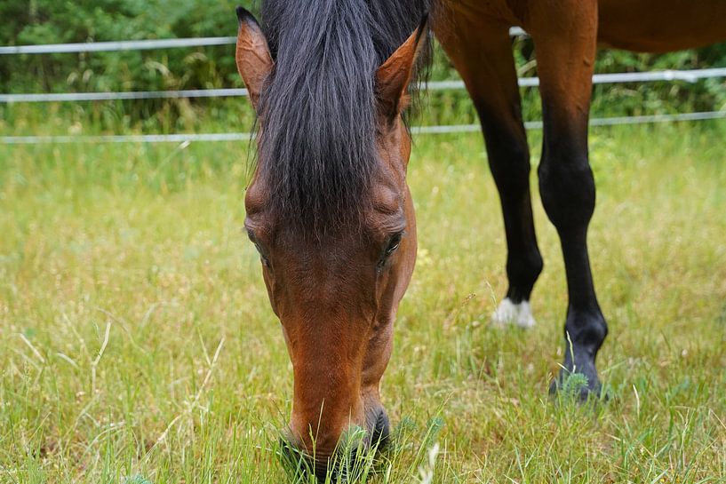 Trakehner Feldmeyer auf der Weide von Babetts Bildergalerie