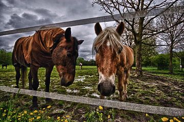 nieuwsgierige paarden in de wei (HDR versie)