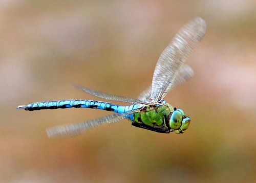 Blue Emperor Dragonfly In Flight