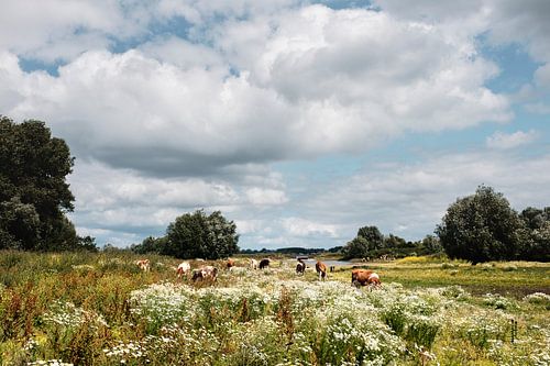Bloeiende uiterwaarden