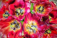 Uitgebloeide tulpen van Marianne Twijnstra thumbnail