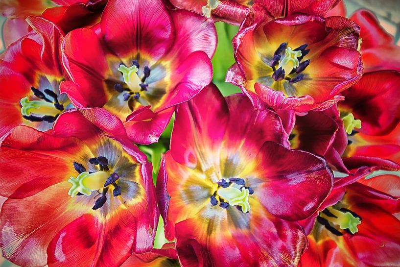 Uitgebloeide tulpen van Marianne Twijnstra