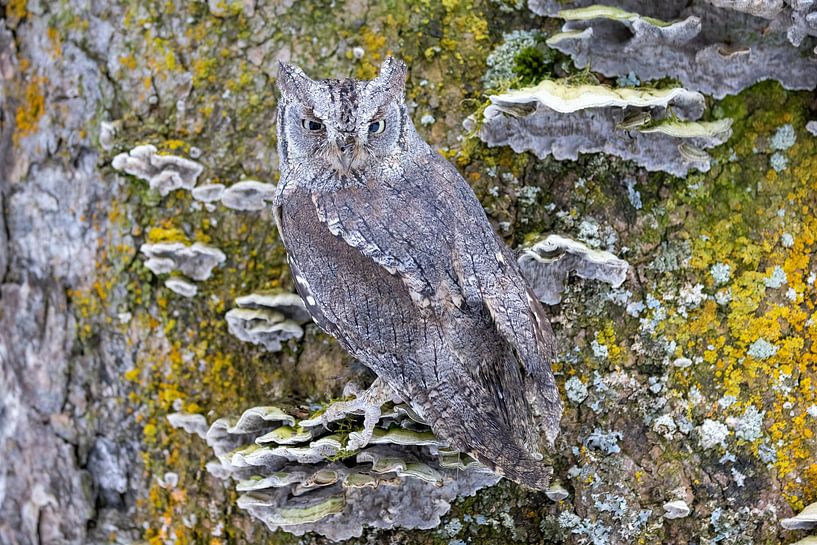 Well Camouflaged Scops Owl by Teresa Bauer