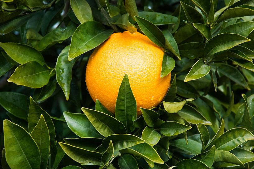 Gezondheid van Margot van den Berg