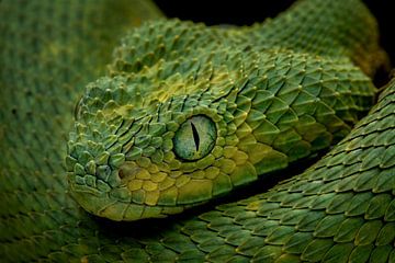 Groene adder van Matthias Spartz