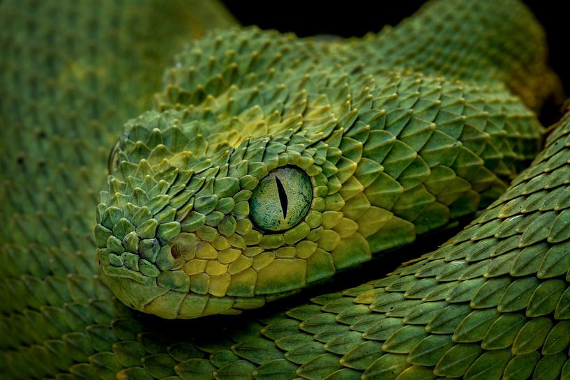 Grüne Viper von Matthias Spartz