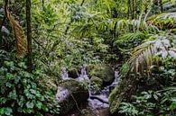 Monteverde; de magie van mist en regenwoud par Aad Clemens Aperçu