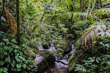 Monteverde; de magie van mist en regenwoud van Aad Clemens