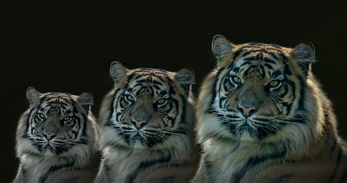 Tiger, The Triplets, Tiger portrait in color