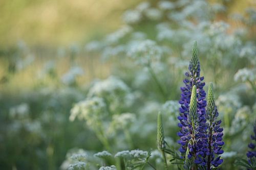 paarse lupine
