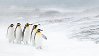 Vijf Koningspinguïns in de sneeuw