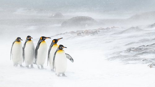 Fünf Königspinguine im Schnee