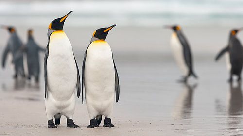 Twee koningspinguïns