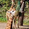 Giraffe von Jamy Danen