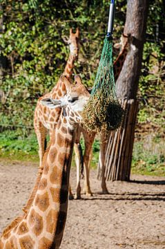 Giraffe van Jamy Danen