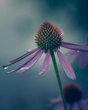 Zonnehoed van Steffen Peters