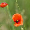 Mohnblumen von RWNL Fotografie