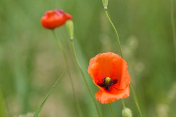 Coquelicots sur RWNL Fotografie