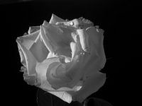 Rosa I