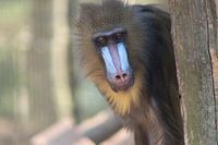 Dierenkop | monkey