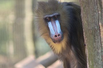 Dierenkop | monkey van Edith Kusters