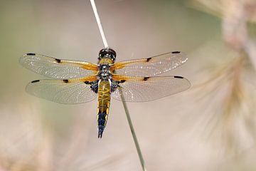 Four-spot by Sandra Raangs