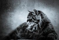 Cat king