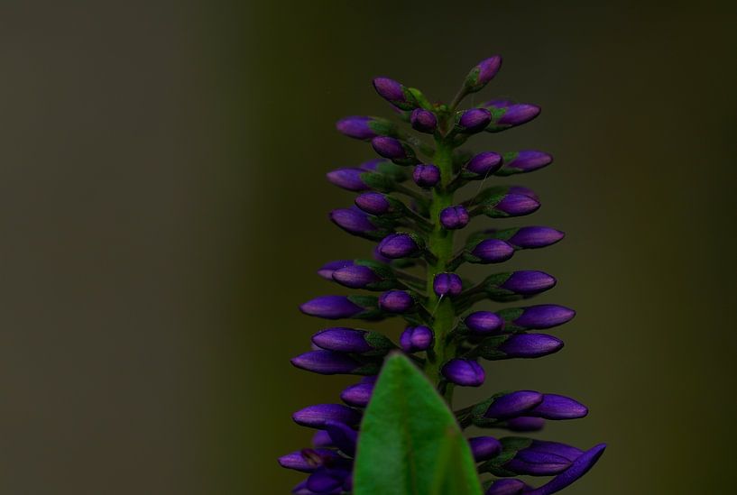Purple splendor by Wendy Drent