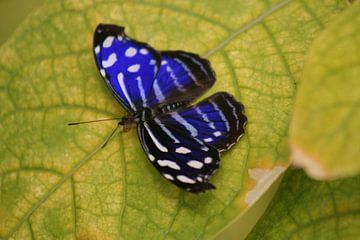 papillon bleu sur N Timmers