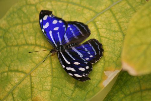 blue butterfly