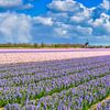 Colourful bulb field with a windmill by eric van der eijk