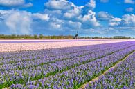 Colourful bulb field with a windmill by eric van der eijk thumbnail