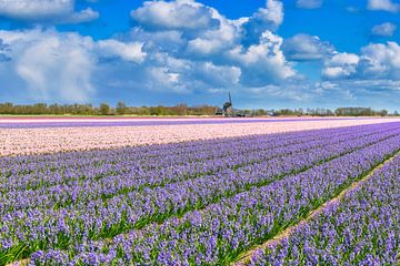 Buntes Blumenzwiebelfeld mit einer Windmühle von eric van der eijk
