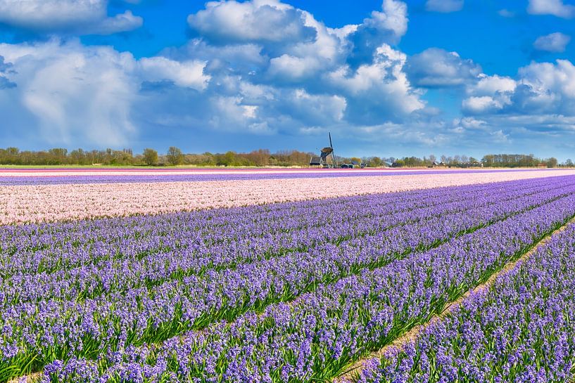 Colourful bulb field with a windmill by eric van der eijk