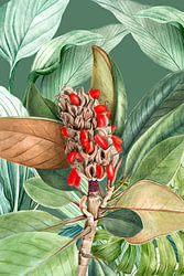 Jungle