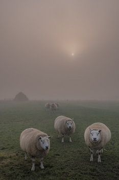 Sheep in the fog
