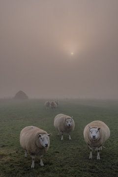 Schapen in de mist met zonnetje van Moetwil en van Dijk - Fotografie