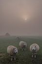 Schapen in de mist met zonnetje van Moetwil en van Dijk - Fotografie thumbnail