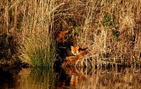 foxes on the shore near water nature