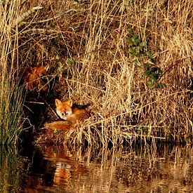 vosjes aan de oever bij water natuur van Alfred Stenekes