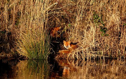 vosjes aan de oever bij water natuur