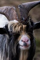 Hollandse Bok